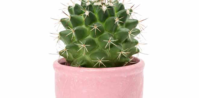 cactus-4