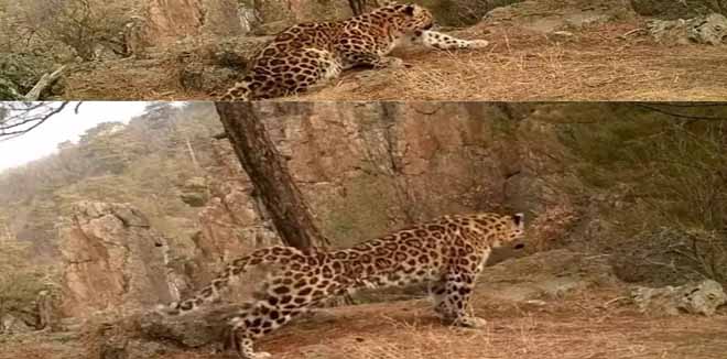 leopard-video