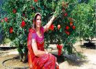 मौसमी फल उगा कर लाखों कमा रही हैं सीकर की संतोष देवी