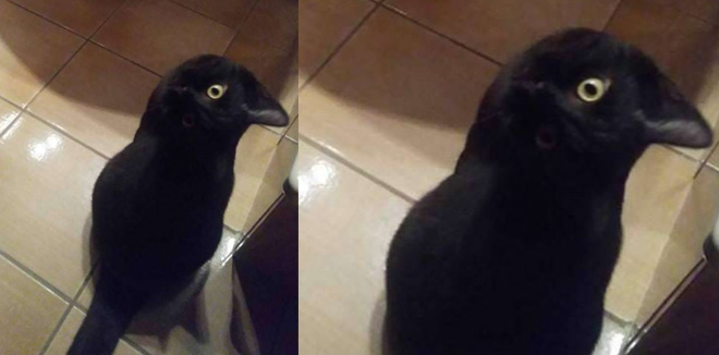 crow-or-cat