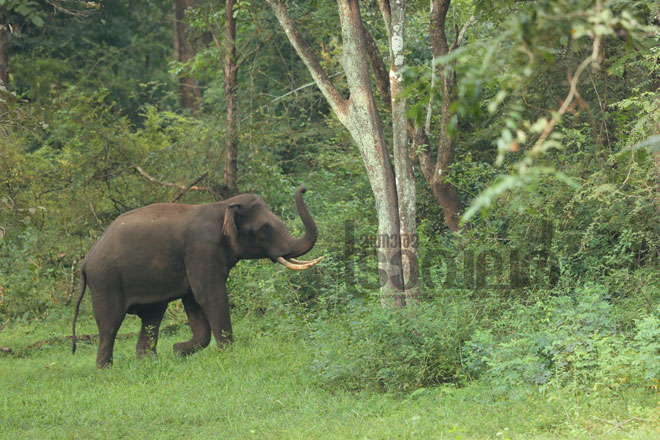 5)Kannimara-Elephant