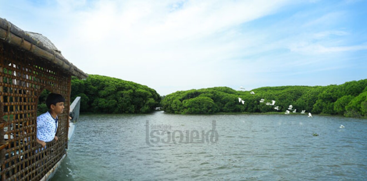 1--Chettuva-Mangrove