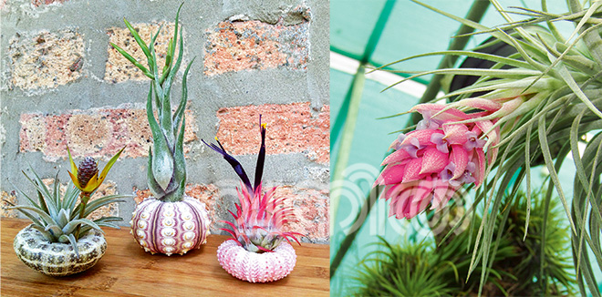 Air-plant-sea-urchin-pack-from-Etsy-shop-Lovely-Terrariums