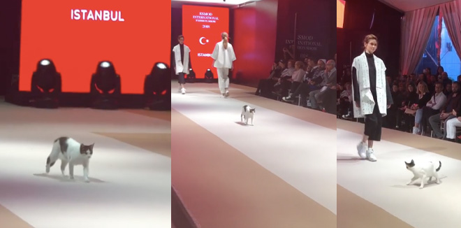 cat-walk-fashion-video