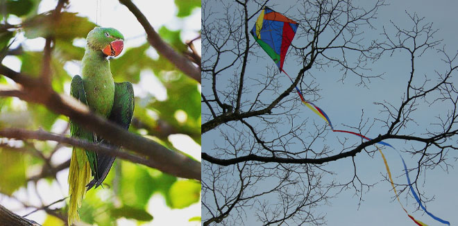 parrot-kite234