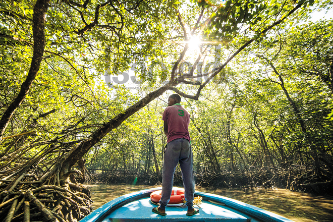 A-boat-ride-in-the-midst-of-mangroves-tree