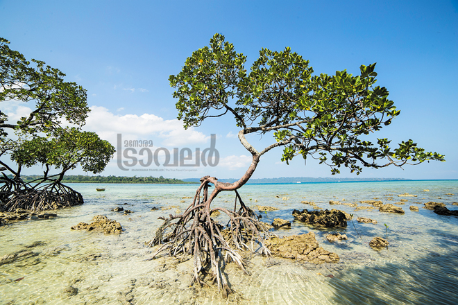 Mangroves-tree-2