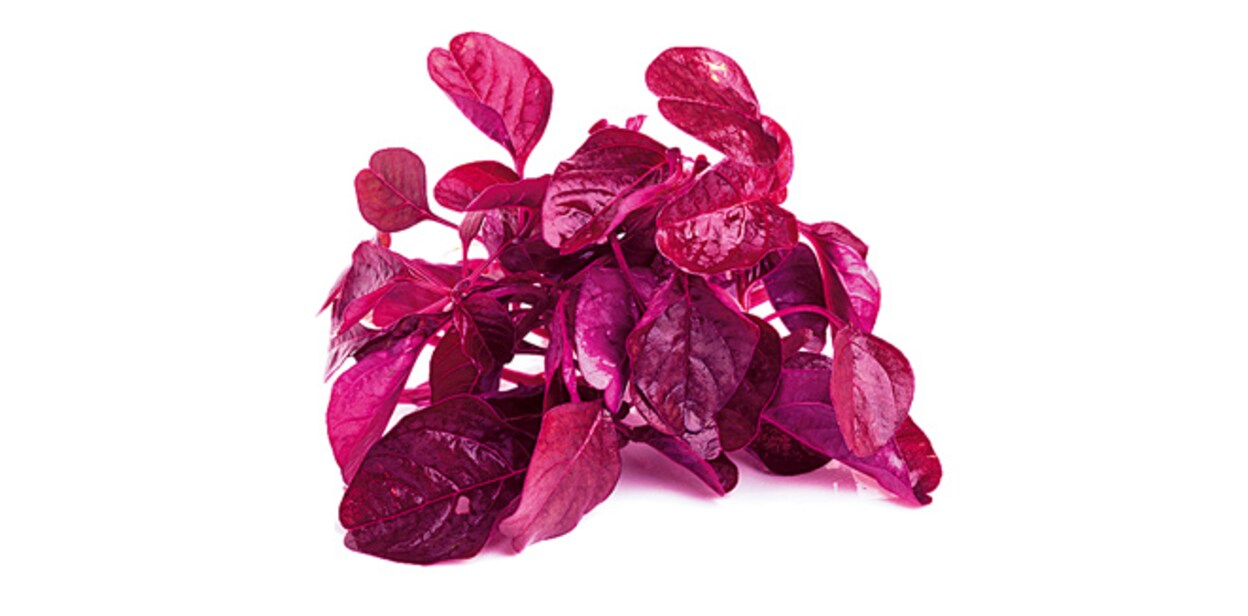 spinach