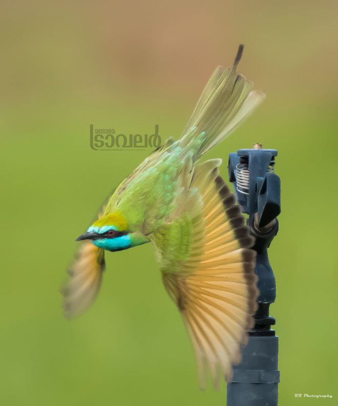 bee-eater-new-2