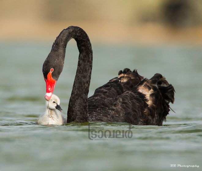 black-swan-1-0542-ab