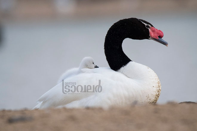 white-swan-1aa