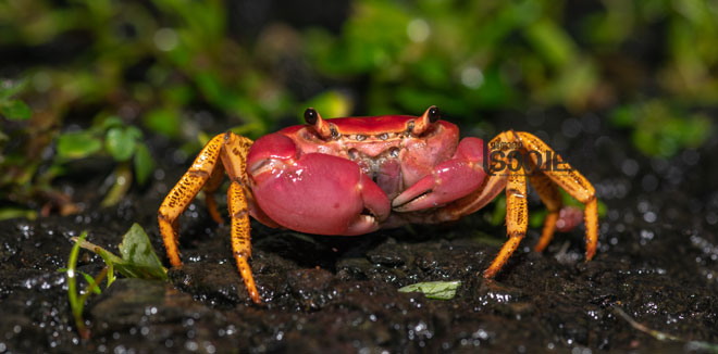 Pink-Forest-Crab.