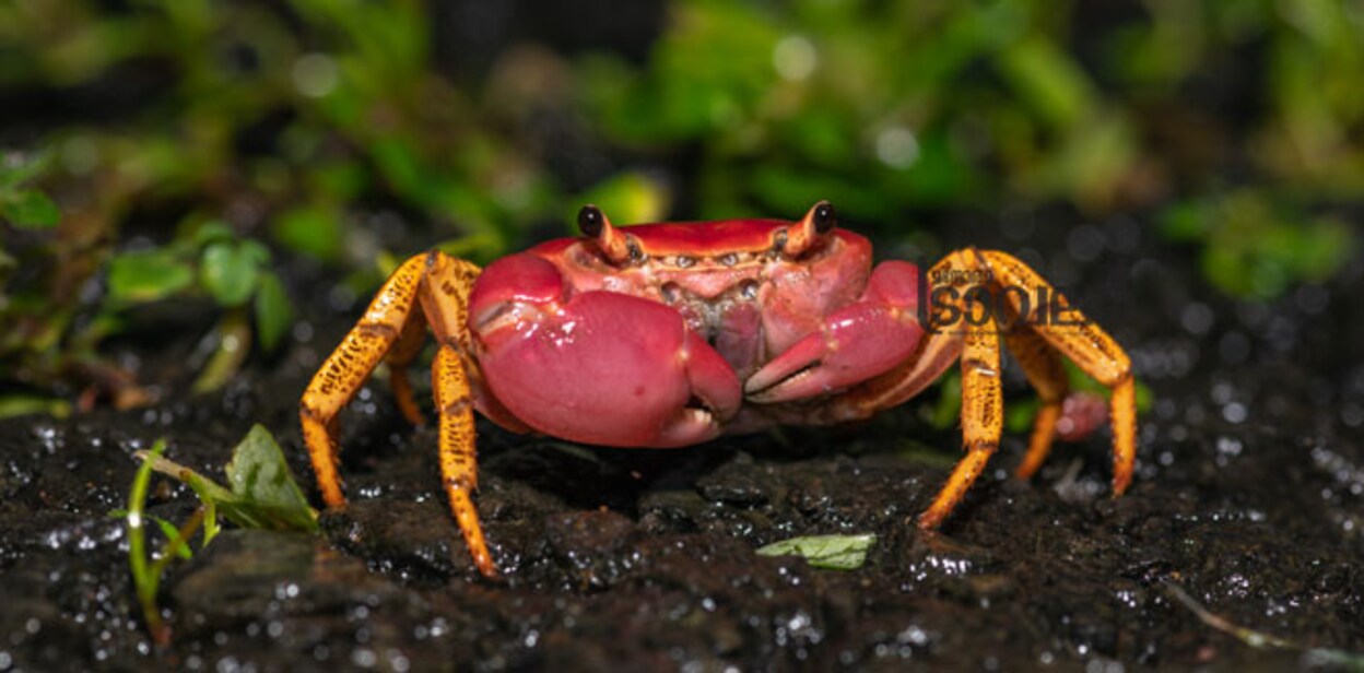 Pink-Forest-Crab-