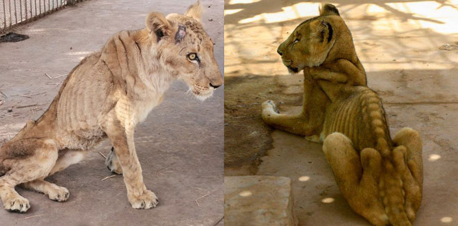 sudan-lions