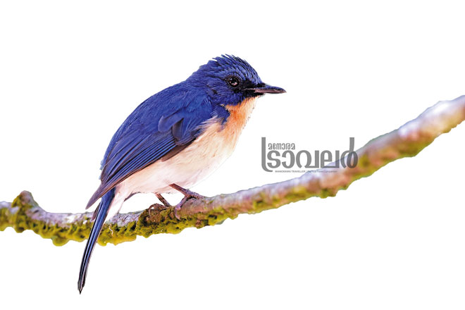 tickells-blue-flycatcher-