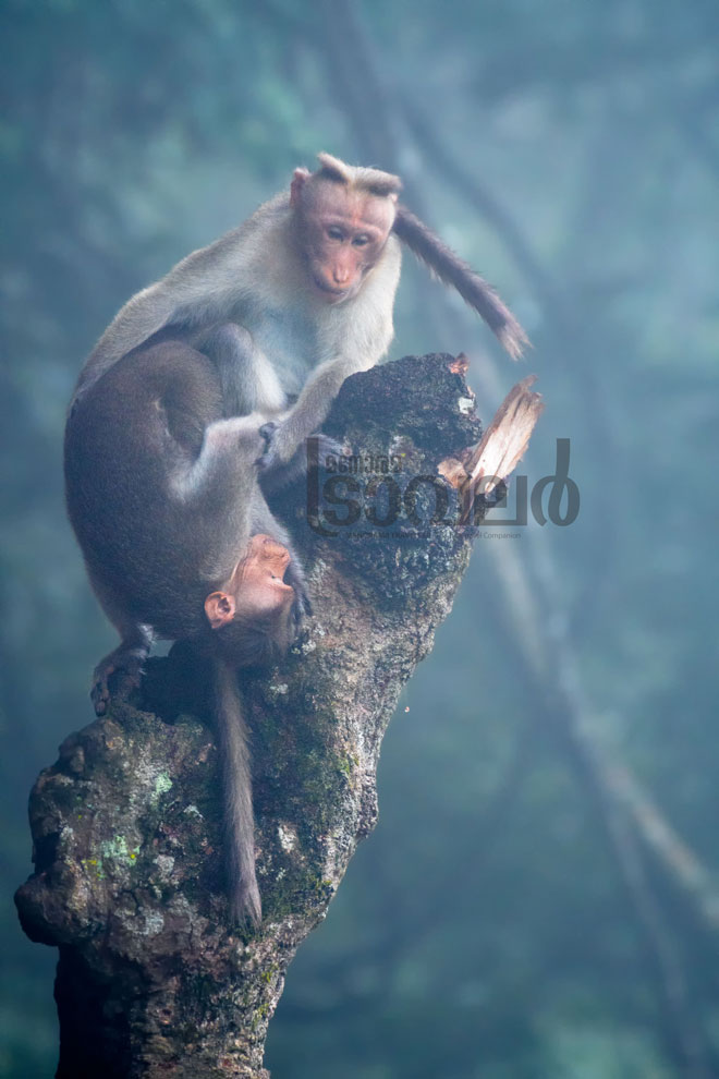 Bonnet-Macaque-Monkey--gavi-forest-..