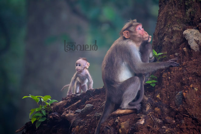 Bonnet-Macaque-Monkey--gavi-forest