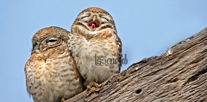 077A2553-spotted-owlets