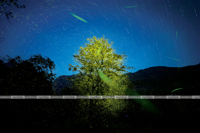 firefly-with-star-trails