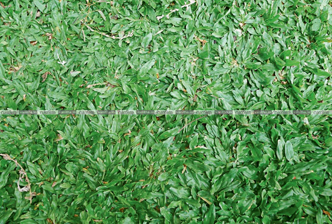 Pearl-grass-P1190913-(copy)