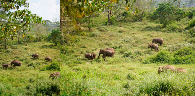 Nallamudi-Elephants