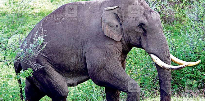 idukki-padayappa-elephant.jpg.image.845.440