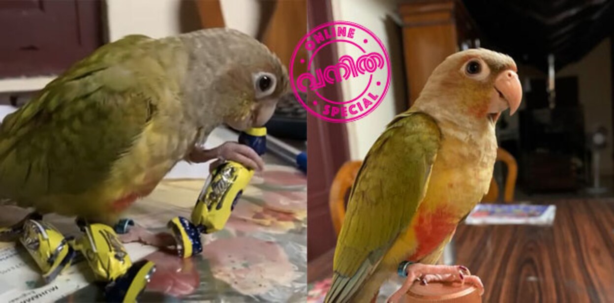 parrot
