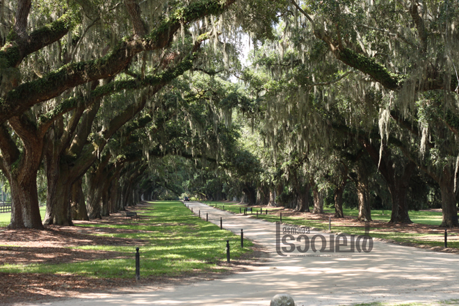 Boone-Hall-Plantation---Avenue-of-Oaks,Mount-Pleasant,South-Carolina