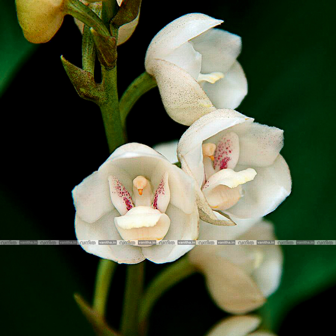 Dove-orchid