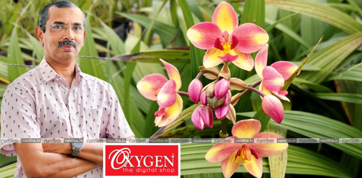 orchiddd333