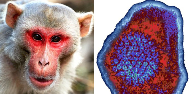 monkey-virussss