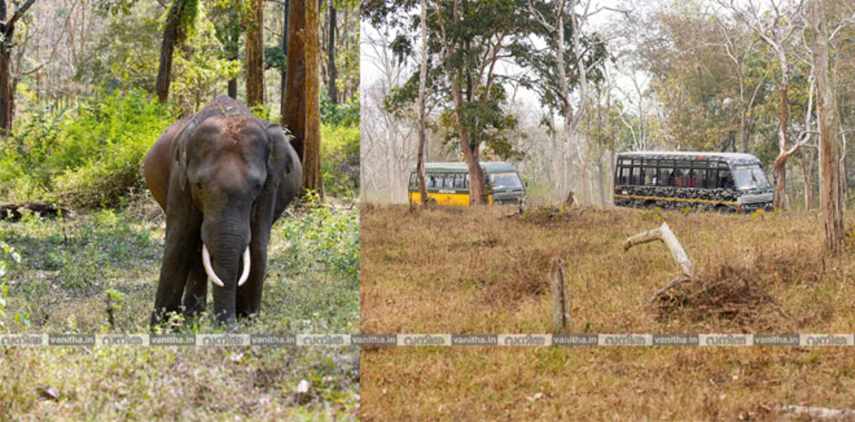 Masinagudi-Safari