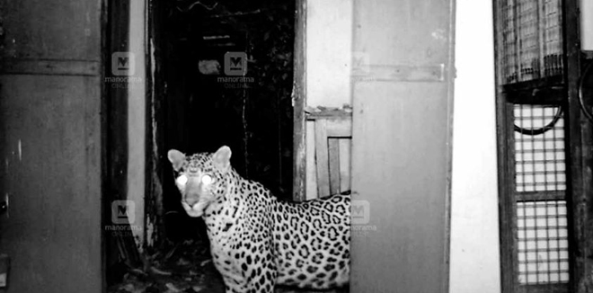palakkad-mother-leopard.jpg.image.845.440