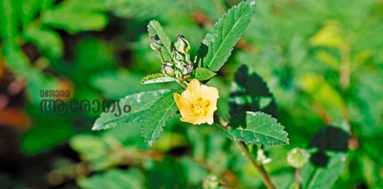 kurunthotti