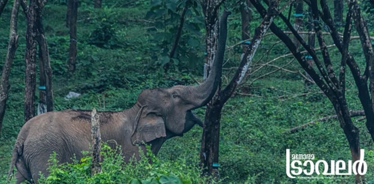 chimmini-elephant-rubber-eating-cover