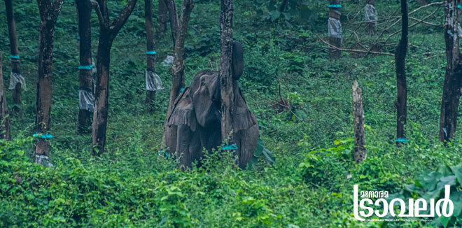chimmini-elephant-rubber-plantation