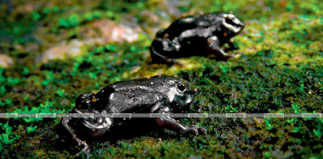 pathala-thavala-kerala-state-frog