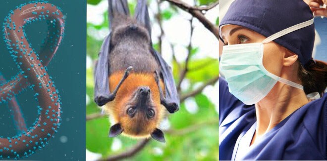 കണ്ണുകൾ കുഴിയും, മുഖം വലിഞ്ഞുമുറുകി പ്രേതസമാനമാകും: പേടിപ്പിക്കുന്ന മാബർഗ് വൈറസ്: വേണം കരുതൽ