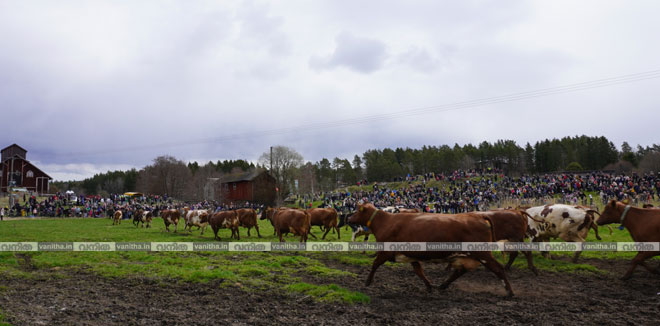 kuslap-sweeden-cow-festival-cover