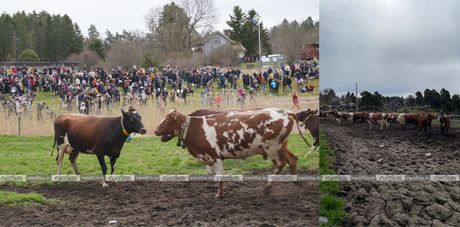 kuslap-sweeden-cow-festival