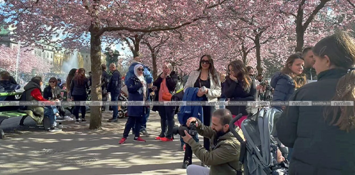 cherry-blossom-sweden-cover