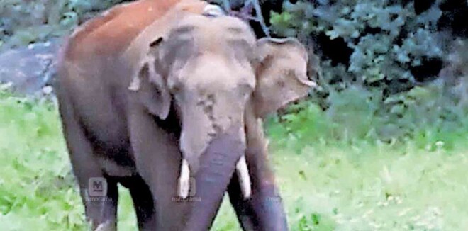 കേരളം ‘കാ‍ടു കടത്തിയ’ അരിക്കൊമ്പൻ തമിഴ്നാട്ടിൽ ‘പണി’ തുടങ്ങി; വിനോദ സഞ്ചാരികൾക്ക് വിലക്ക്, ലയം നശിപ്പിച്ചെന്ന് നാട്ടുകാർ!