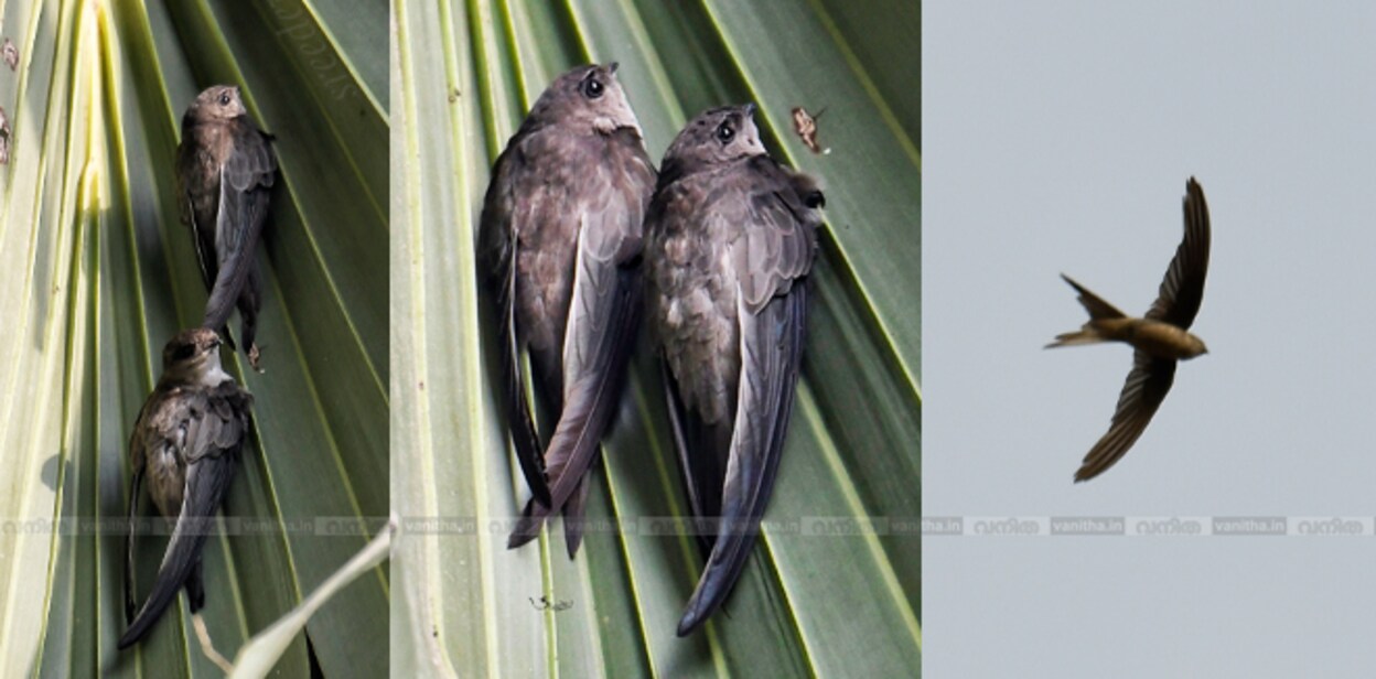 palm-swift
