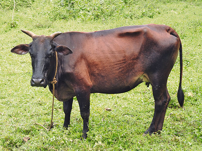 cow-7