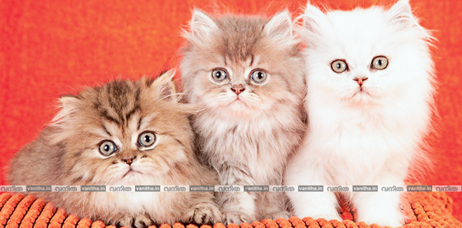 Persian-kittens
