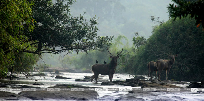 national-wildlife-day-ratheesh-karthikeyan-kerala-wild-life-cover