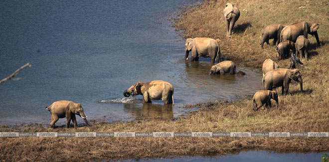 national-wildlife-day-ratheesh-karthikeyan-kerala-wild-life-elephants-riverview