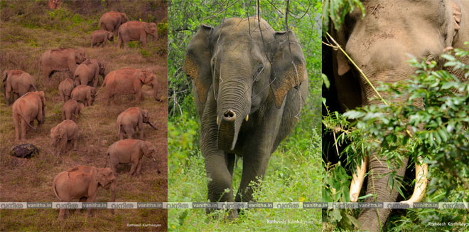 national-wildlife-day-ratheesh-karthikeyan-kerala-wild-life-elephants