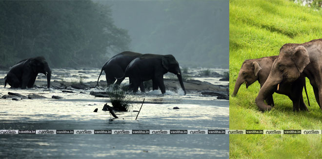 national-wildlife-day-ratheesh-karthikeyan-kerala-wild-life-elephants1