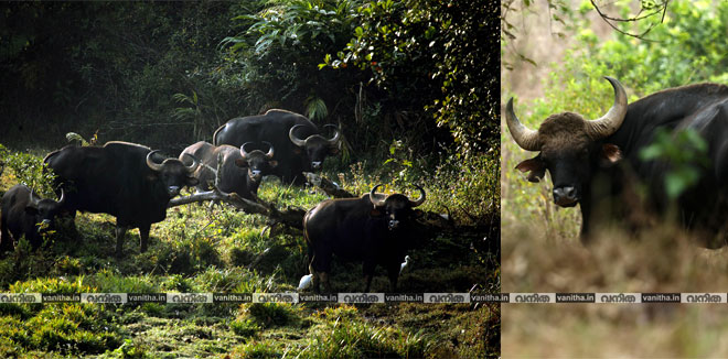 national-wildlife-day-ratheesh-karthikeyan-kerala-wild-life-gaur